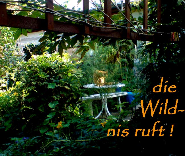iiinwildnisii