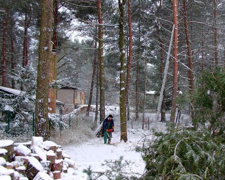 538baumfaell-2