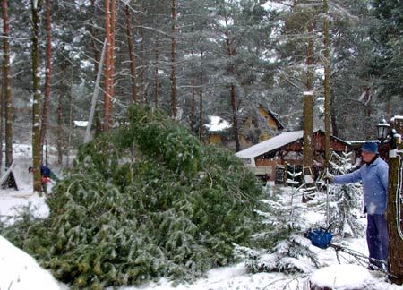 538baumfaell-3