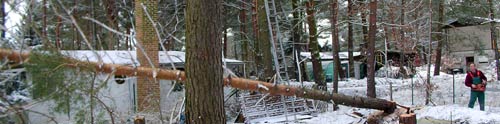 538baumfaell-4
