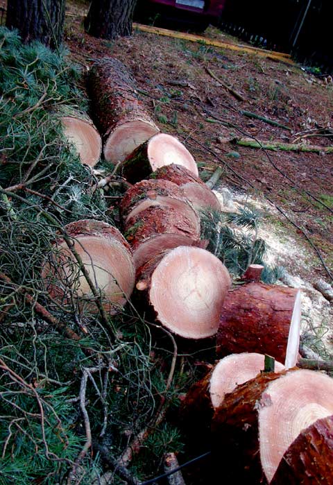 Baumscheiben