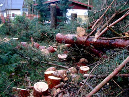 baumscheiben_1