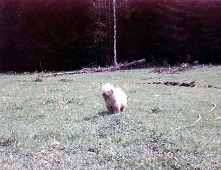 hundchen