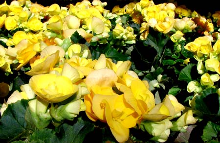 gelbeblumen