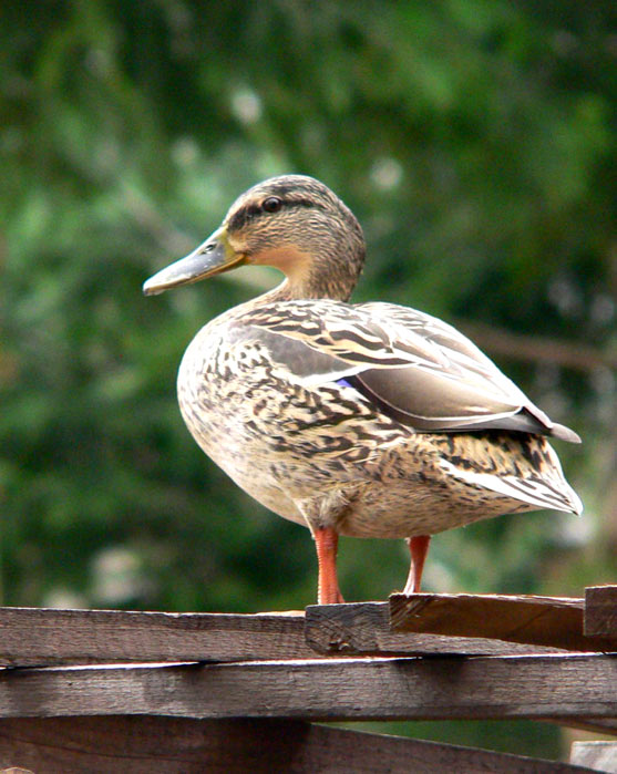 dasistemma