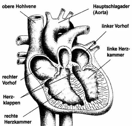 Herz_likam_Schlauch