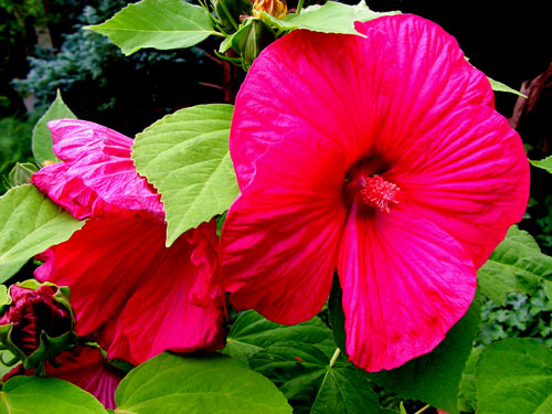 hibiscus