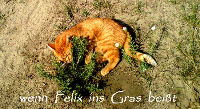 felixspielt