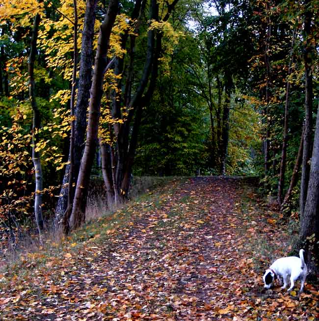 herbst001