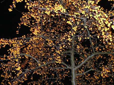 baum