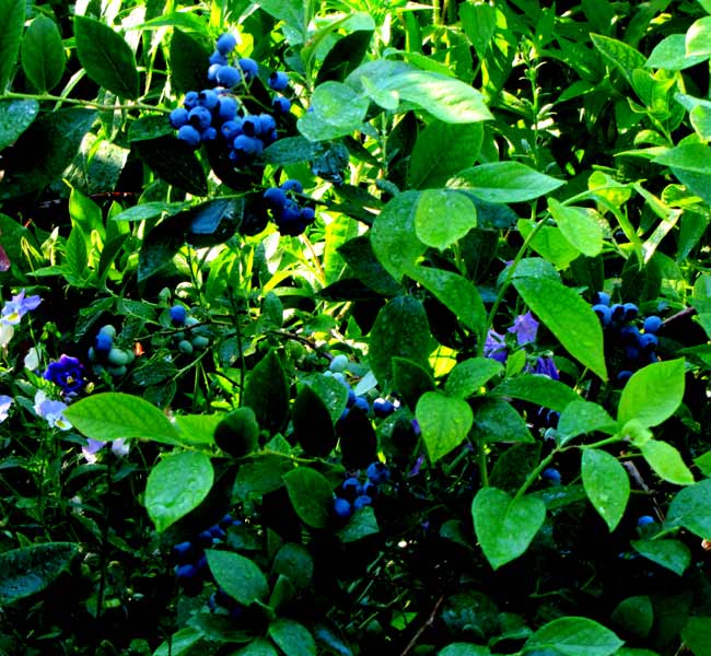 blaubeerenx2 blaubeerenx2