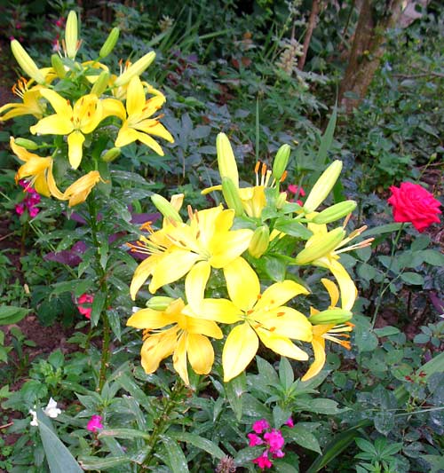 blumen