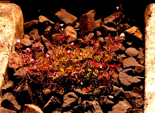 blumenschwell