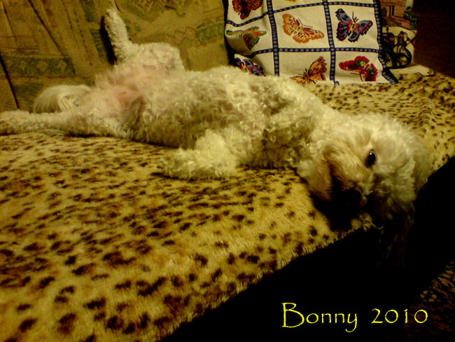 bonny2010