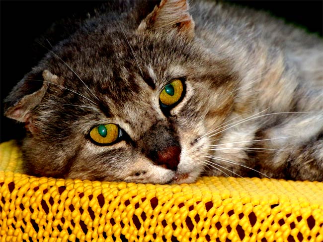 dergrauegucktx dergrauegucktx