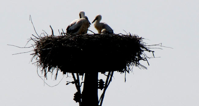 stoerche002 stoerche002