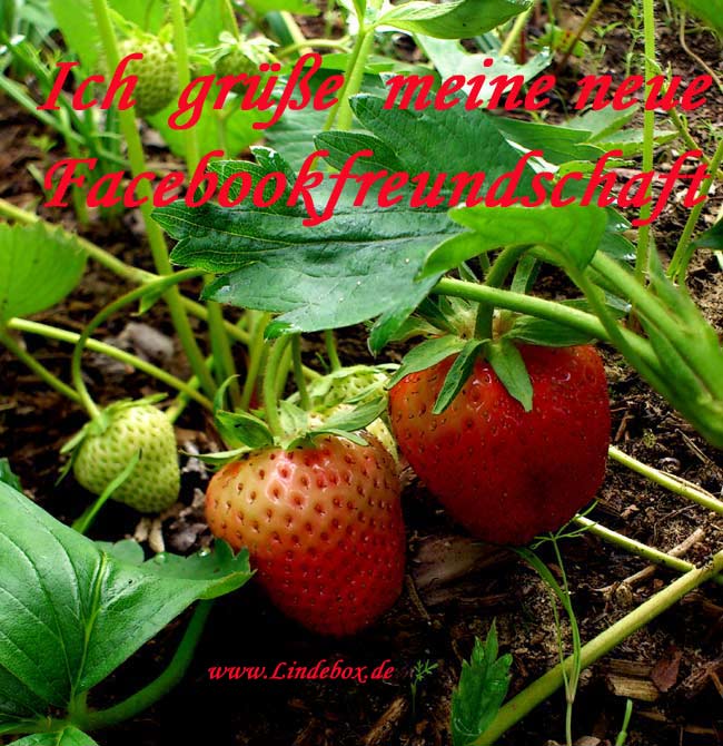 eeeerdbeeren02eee