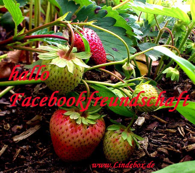 eeerdbeeren03eee