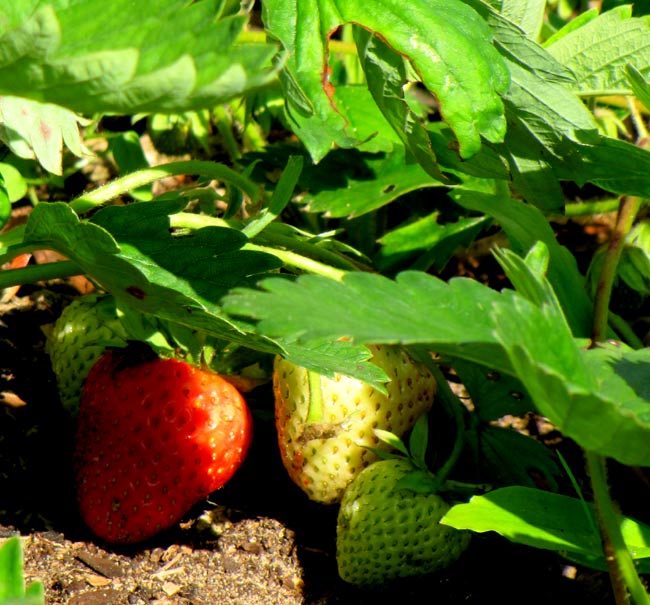 eeerdbeeren04eee