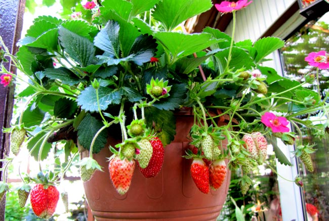 eeerdbeeren05eee