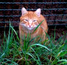 Autos zum verkaufen deutschland