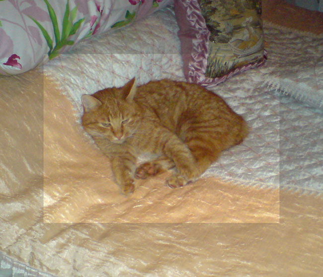 feliximbett--
