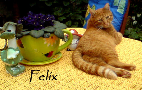 felixxx1 felixxx1
