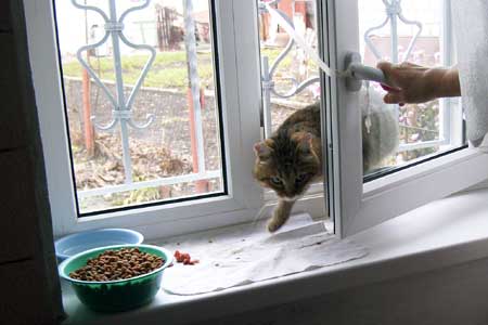 fensterkater