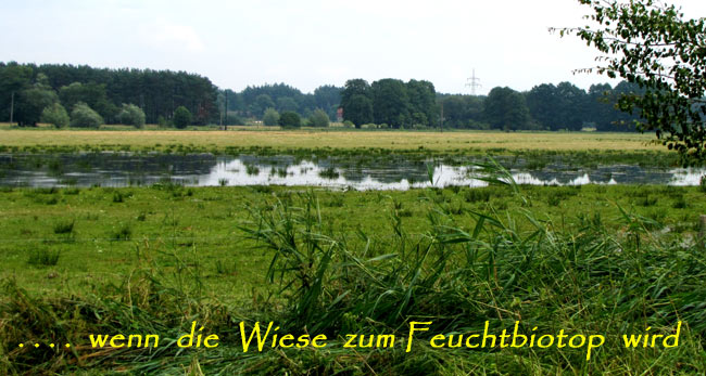 feuchtewiesex feuchtewiesex