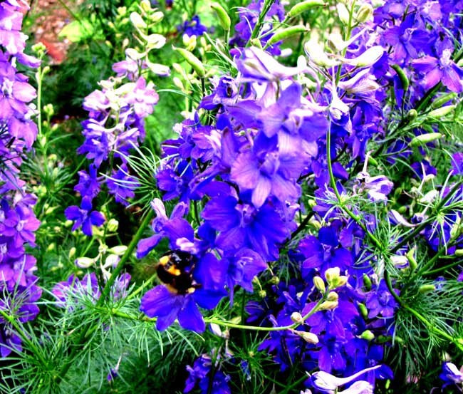 blumen001