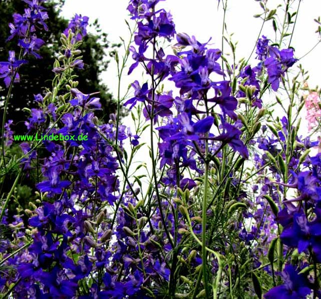 blumen002