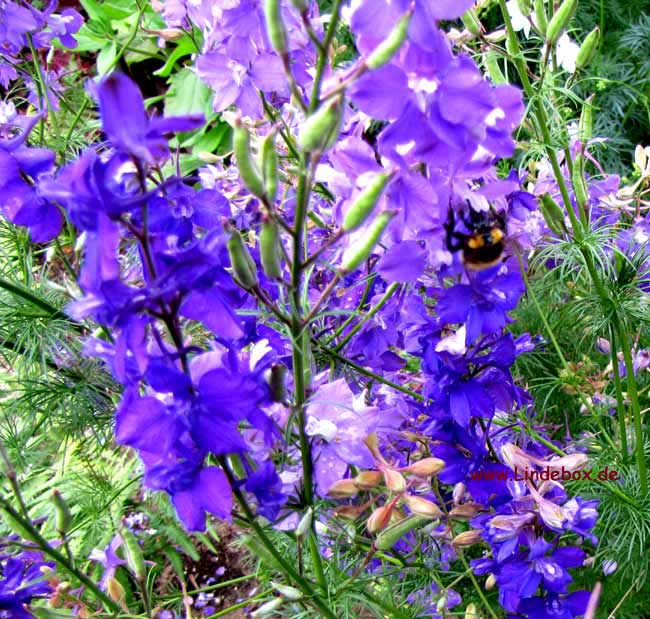 blumen003
