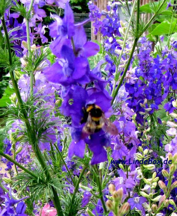 blumen004