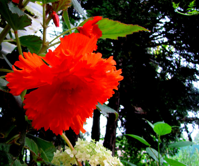 geblu009