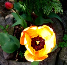 gelbetulpe