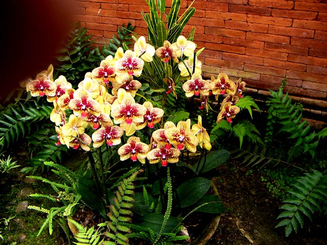 garten016