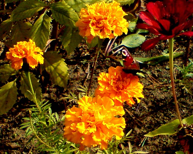 hhherbstblumen2hhh