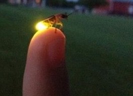 einlichtlein