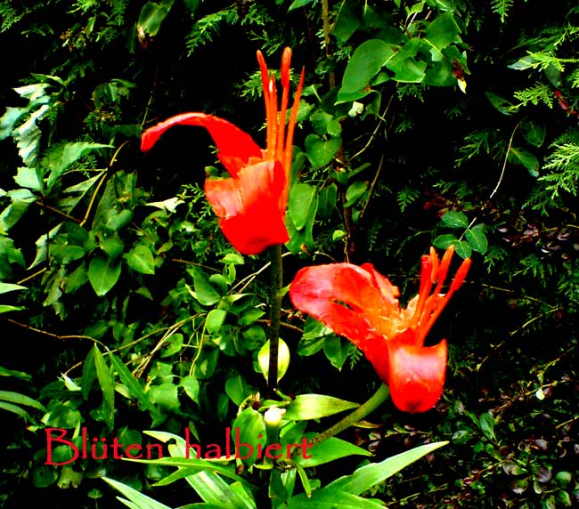 bluetehalb bluetehalb