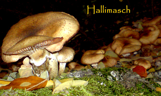 hallimasch004