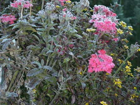 frost blumen