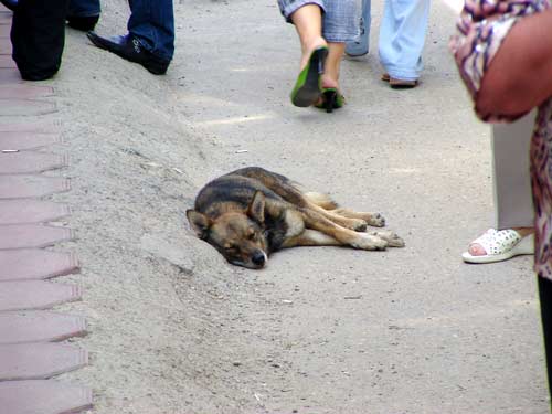 hundemuede
