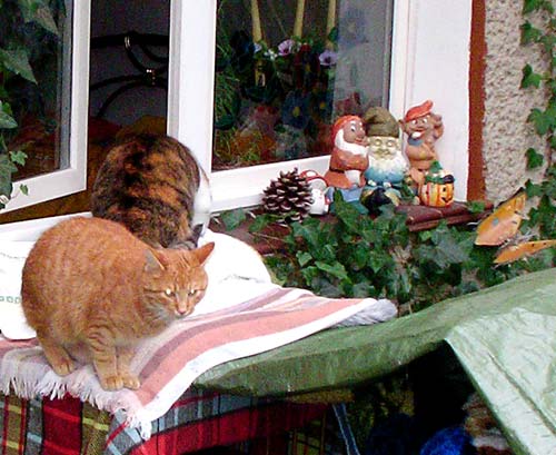 katerfenster