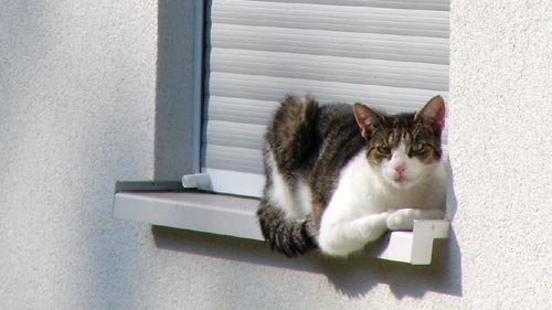 fensterkatz