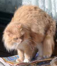 katze