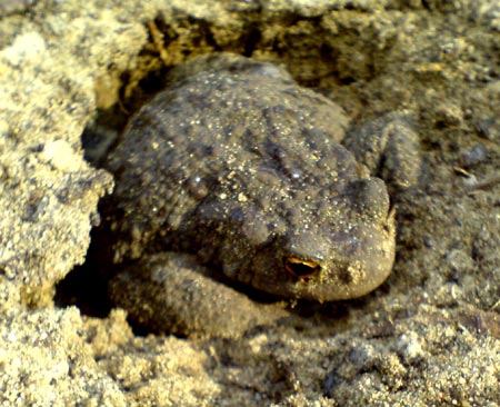 kroeteimloch