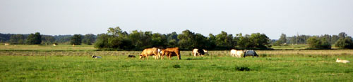imspreewaldweide