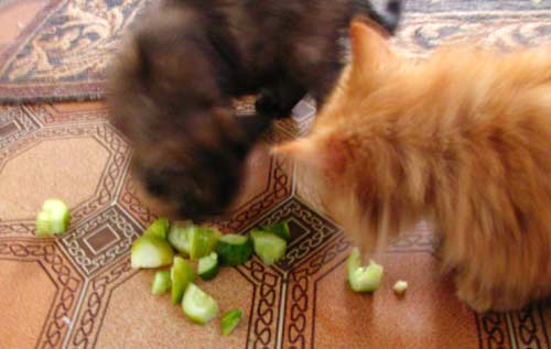 katzenfressengurken