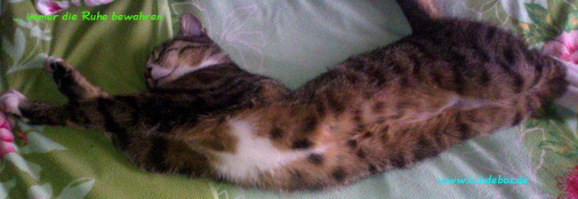 mautzelrelax