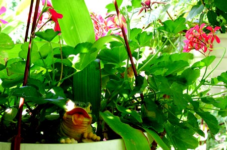 blumenfrosch